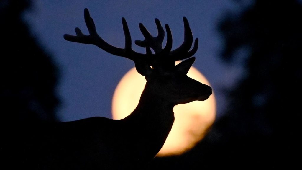 When To See The Full ‘Super Buck Moon’ Rise, 2023’s First Supermoon