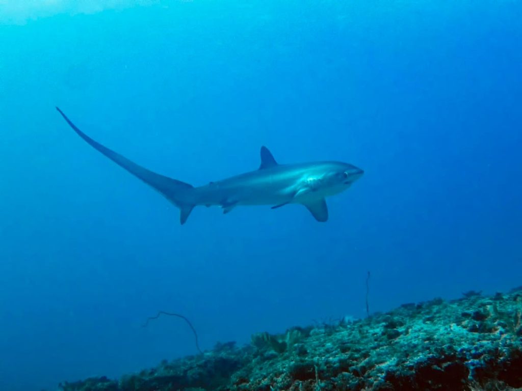 Unlocking The Secrets Of Indonesia’s ‘Whip-Tailed’ Thresher Sharks