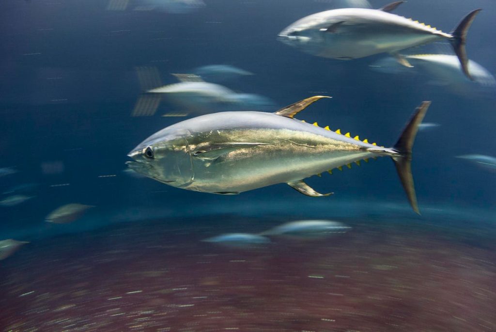 Pacific Ocean Deep-Sea Mining Could Threaten Tuna ‘Climate Refuge’