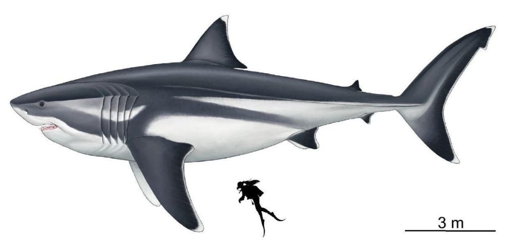 Largest Shark That Ever Lived Was Not A Fast Swimmer, New Study Concludes