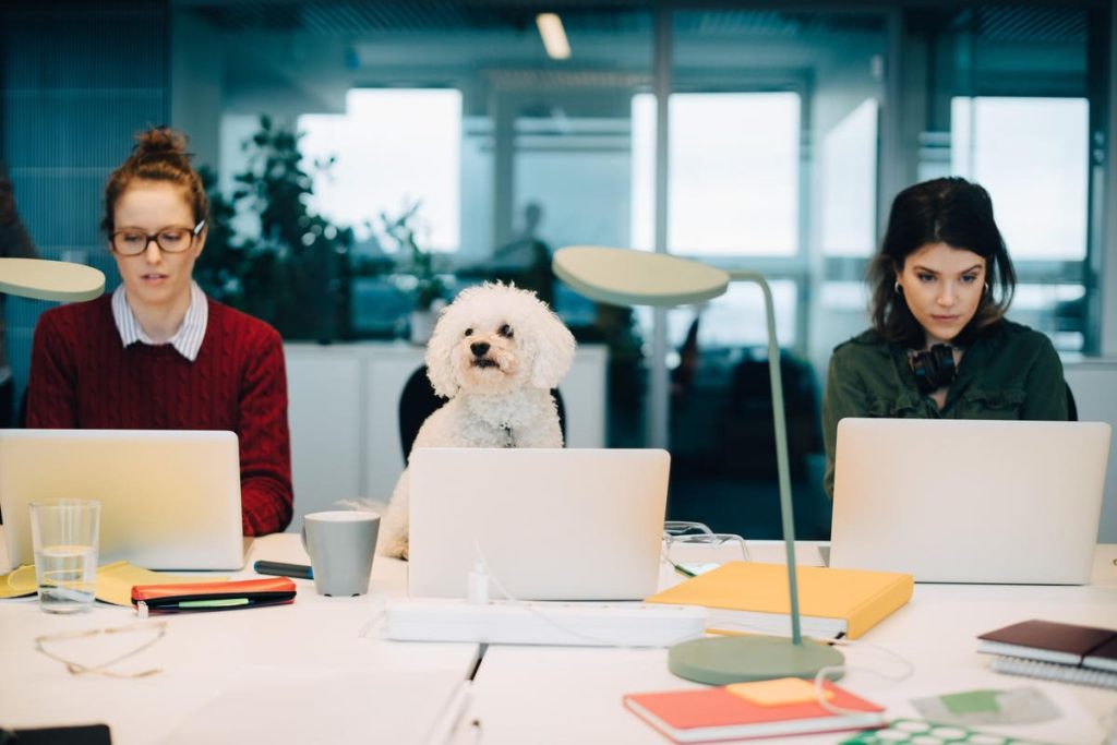 The Rise Of Pet-Inclusive Workplaces: Implications For Leaders