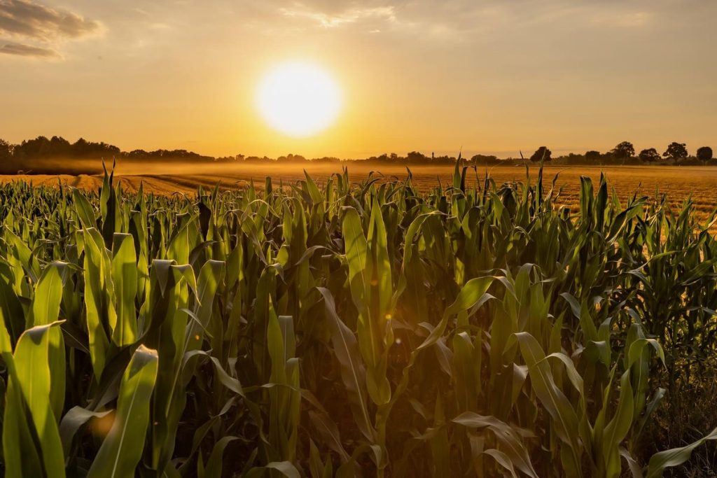 How Companies Can Help Address Declining Farmland