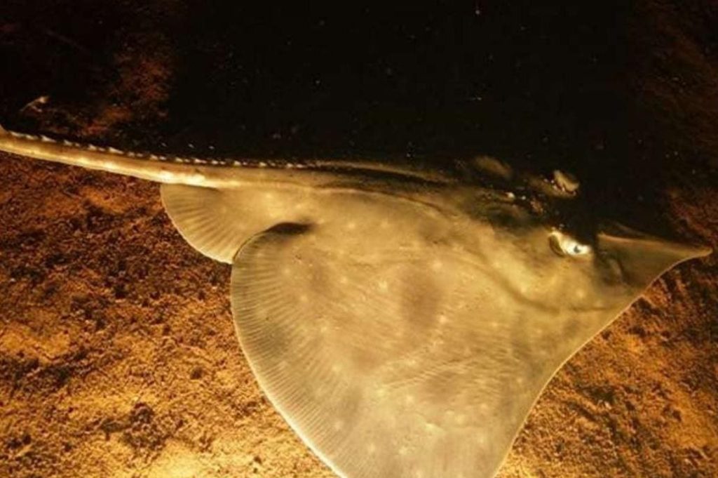 Saving The Maugean Skate: A Race Against Time