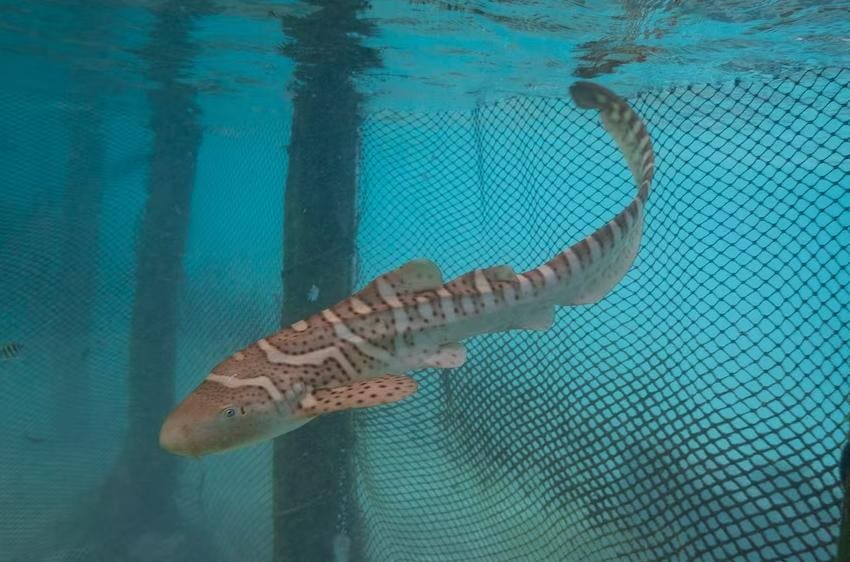 Restoring Endangered Sharks To Indonesian Waters