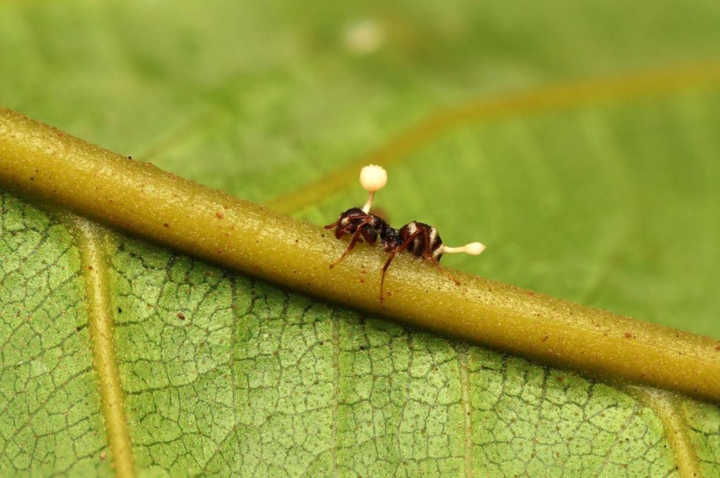 Meet The ‘Mind-Control Fungus’ That Turns Ants Into Zombies — A Biologist Explains