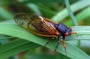 How Do Periodical Cicadas Know When To Emerge?