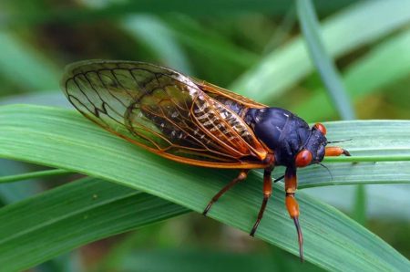How Do Periodical Cicadas Know When To Emerge?
