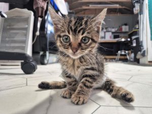 Kitten Who Only Lived For 2 ½ Weeks Inspires Rescue Of ‘Bottle Babies’